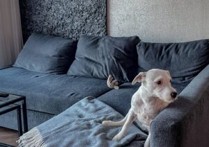 balticdeco_mėnulio_namai_bronx_etna