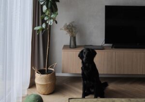 monolito imitacija, dekoratyvine apdaila, betono diena, interjeras, jaukus namai, suo